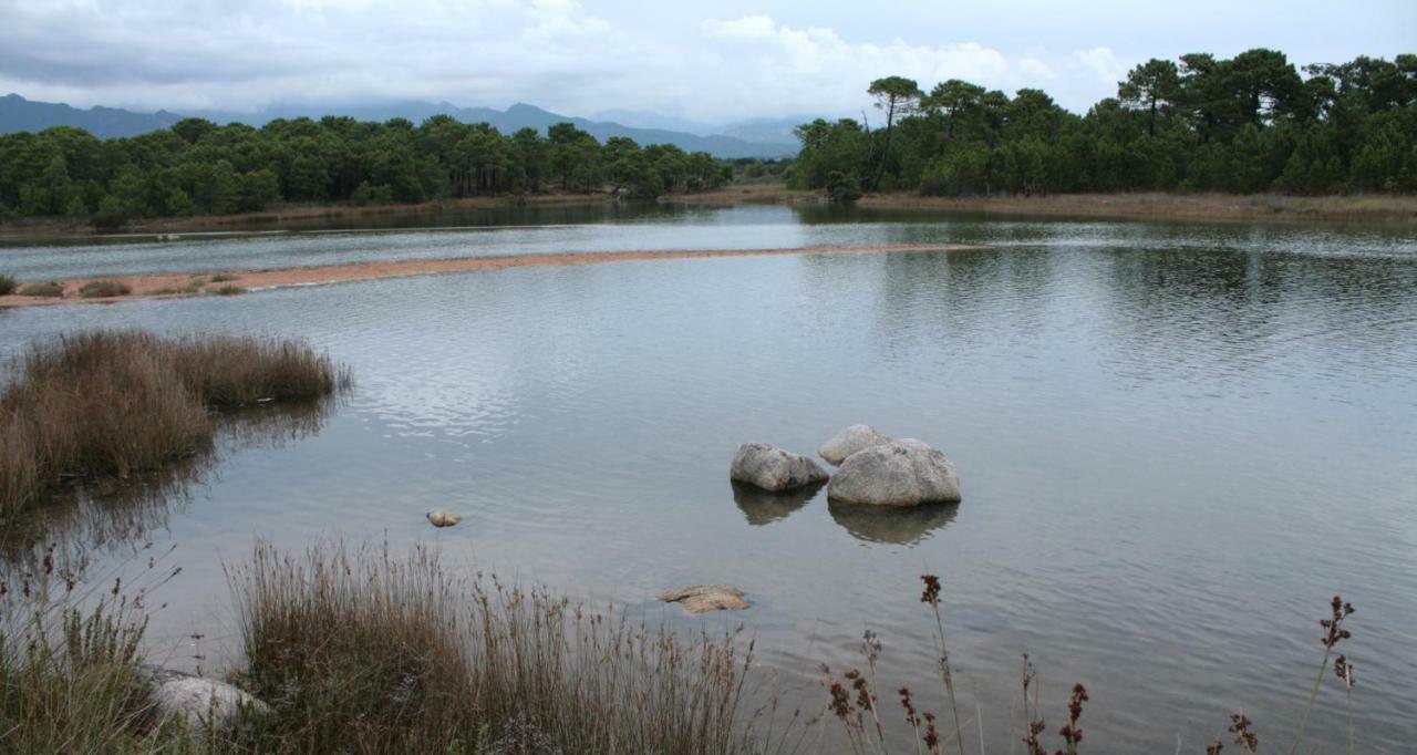Nuit Calme Sur Domaine Leilighet Calcatoggio  Eksteriør bilde